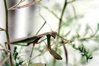 Praying Mantis 1