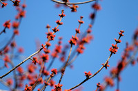 Silver Maple Flower 10