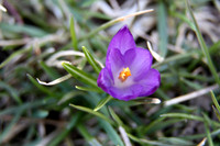 Blue Pearl Crocus