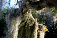 Spanish Moss 3