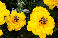 Yellow Flower with Bees