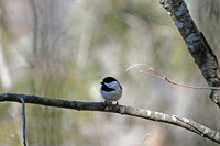 Carolina Chickadee 3