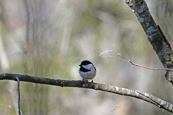 Carolina Chickadee 3