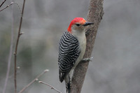 Red-Bellied Woodpecker, Side View