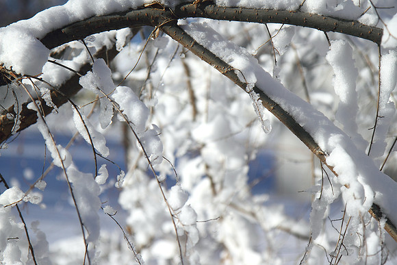 Branch 1