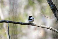Carolina Chickadee 4