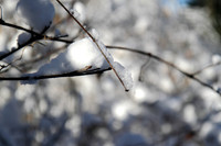 Branch 3