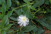 Vine, White Flower