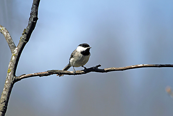 Carolina Chickadee 1