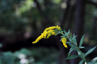 Golden Rod 4
