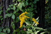 Golden Rod 9