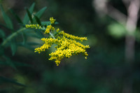 Golden Rod 14