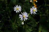 Wildflower 3