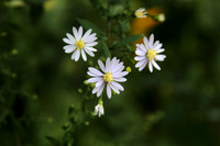 Wildflower 6