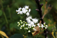 Wildflower 8
