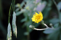 Wildflower, Yellow 3