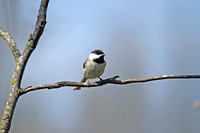Carolina Chickadee 2