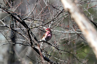 House Finch 2