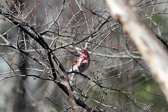 House Finch 2