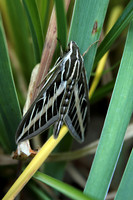 Insects