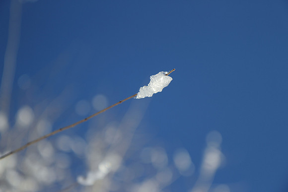 Branch 8