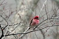 House Finch 4