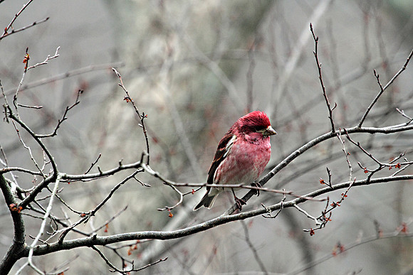 House Finch 4