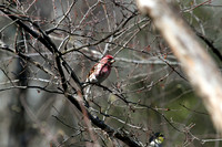 House Finch 3