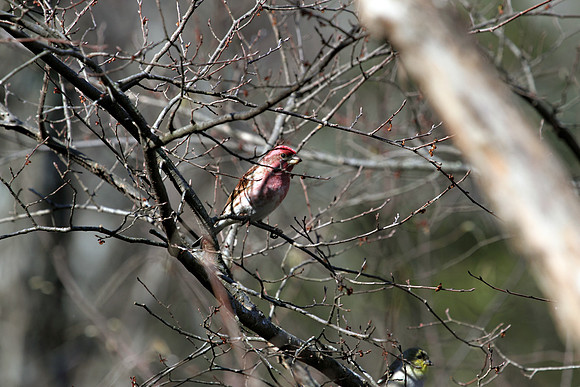House Finch 3