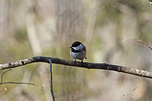 Carolina Chickadee 7