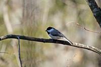 Carolina Chickadee 6