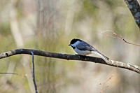 Carolina Chickadee 5