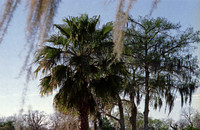 Palm & Cypress