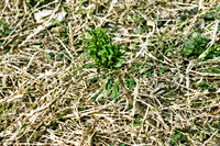 Palm Seedling