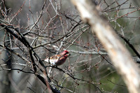 House Finch 1