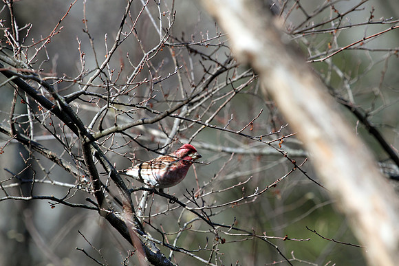 House Finch 1