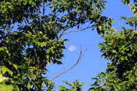 Daytime Moon