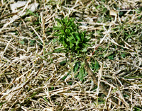 Palm Seedling resized