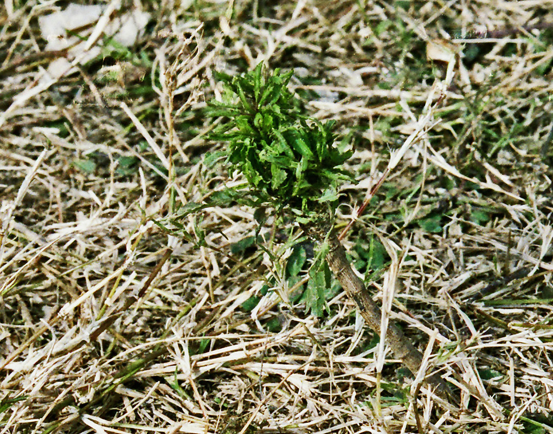 Palm Seedling resized