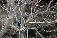 Mourning Dove 2