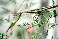Praying Mantis 2