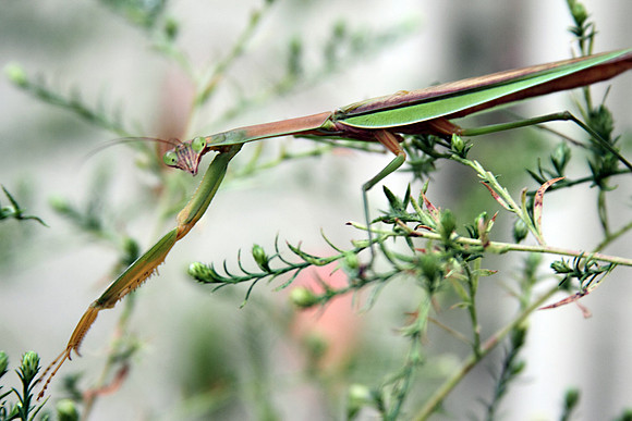 Praying Mantis 2
