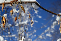 Branch 2