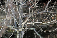 Mourning Dove 1