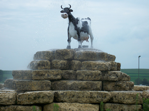 Crazy Cow 1